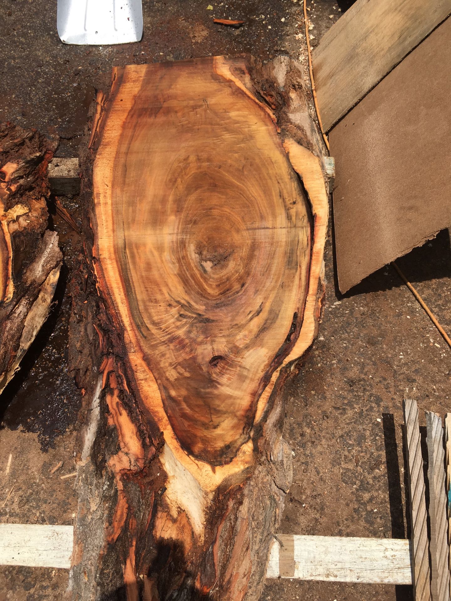 procurify cottonwood procurify cottonwood