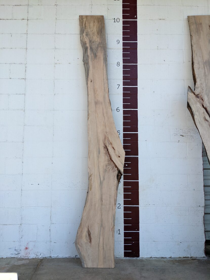 Pecan  P242