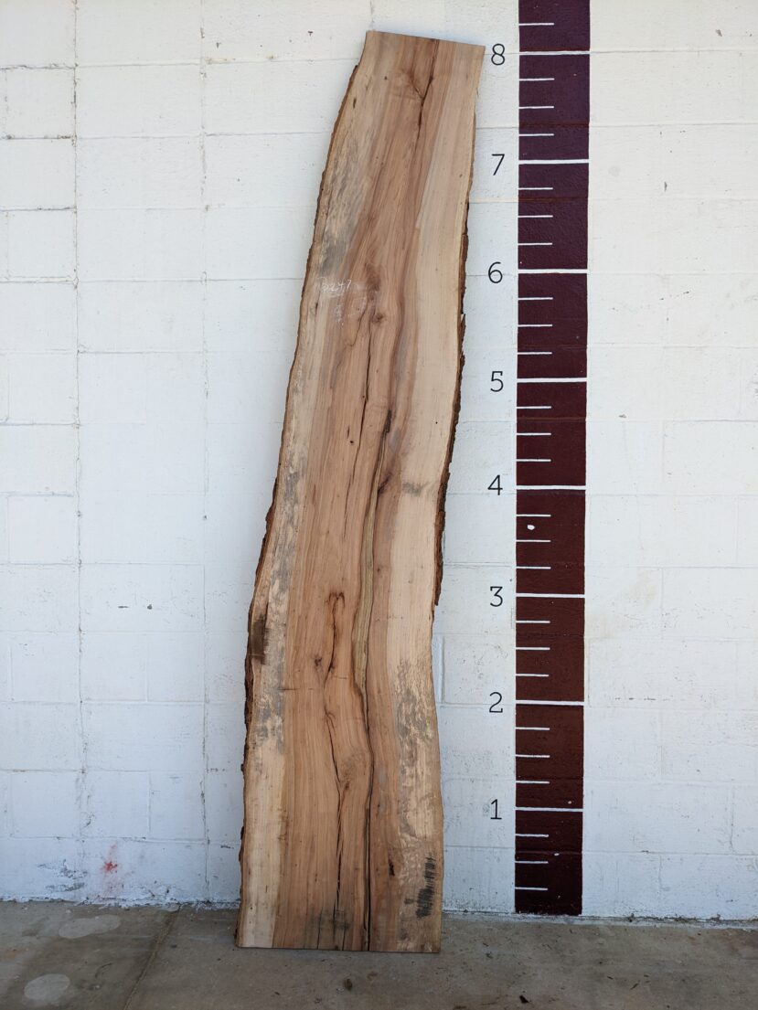 Pecan  P247