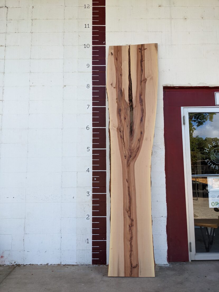 Cedar Elm  CE95