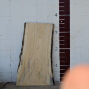Tree of Heaven  TH33 - Image 2