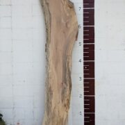 Pecan  P270