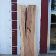 Cedar Elm  CE101