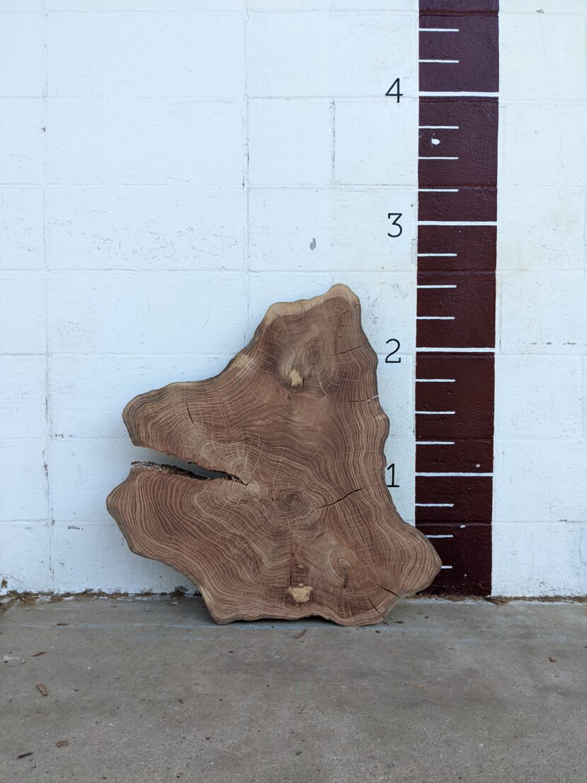 American Elm  AE53