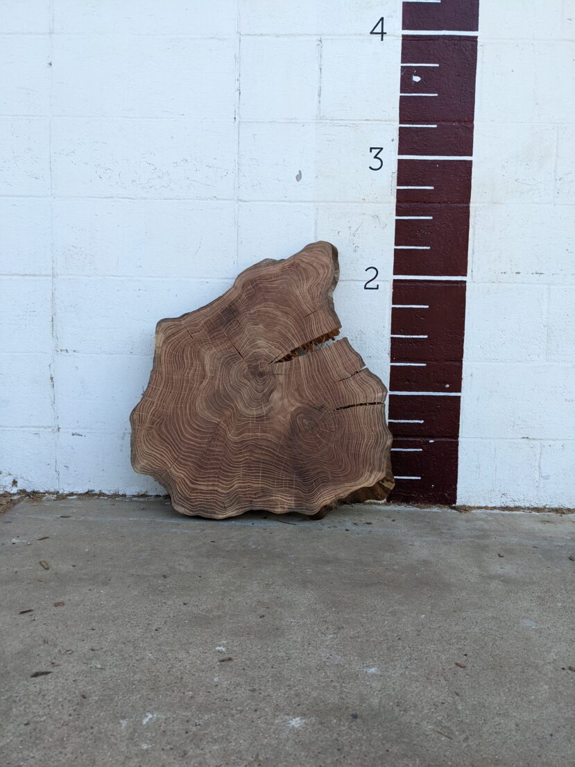 American Elm  AE54