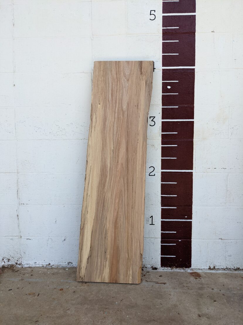 American Elm AE81