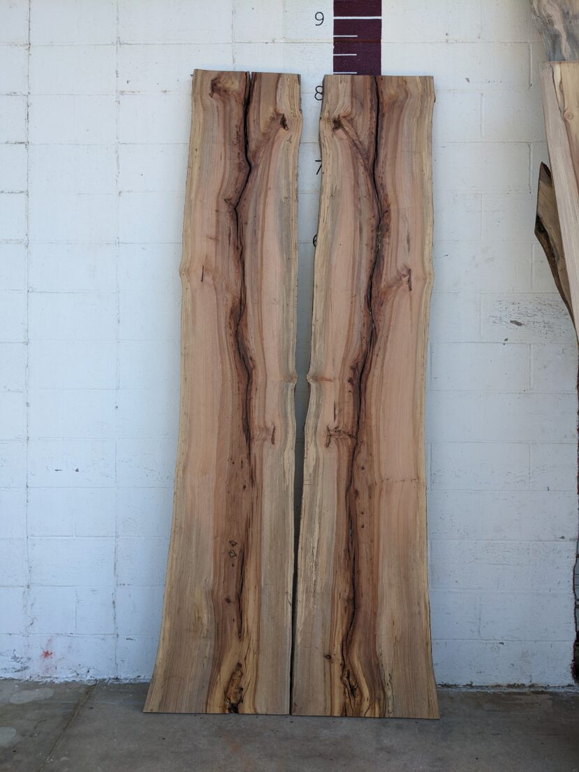 American Elm AE67 - Image 2