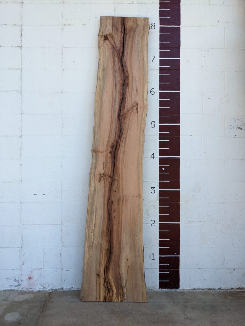 American Elm AE67