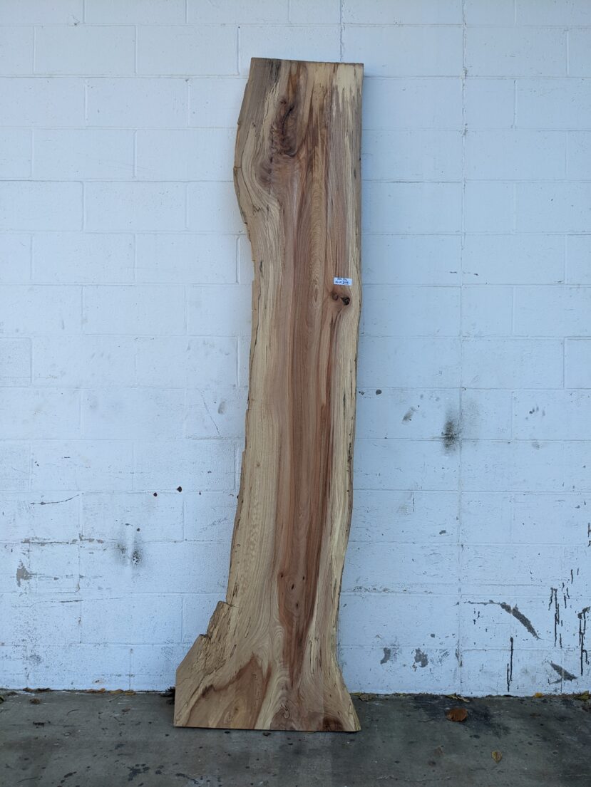 American Elm AE64