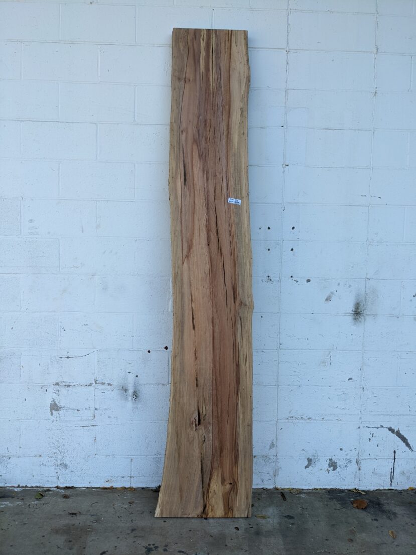 American Elm AE65