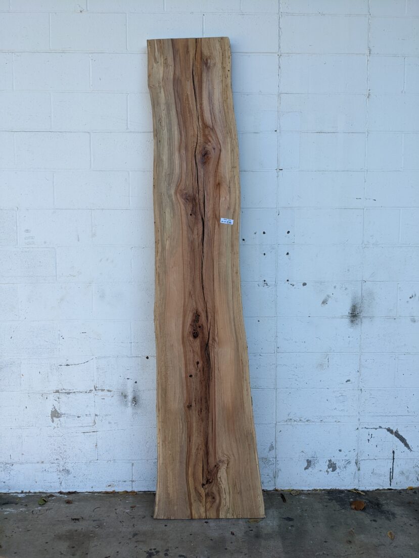 American Elm AE68