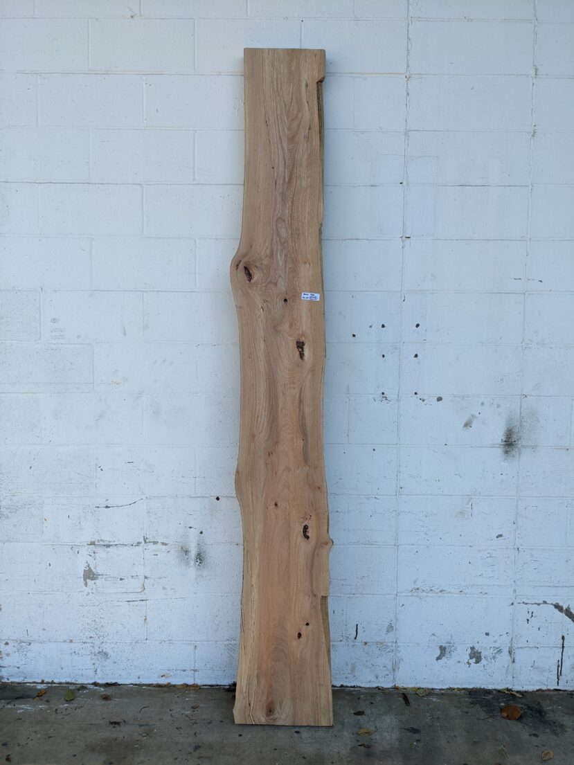 American Elm AE69