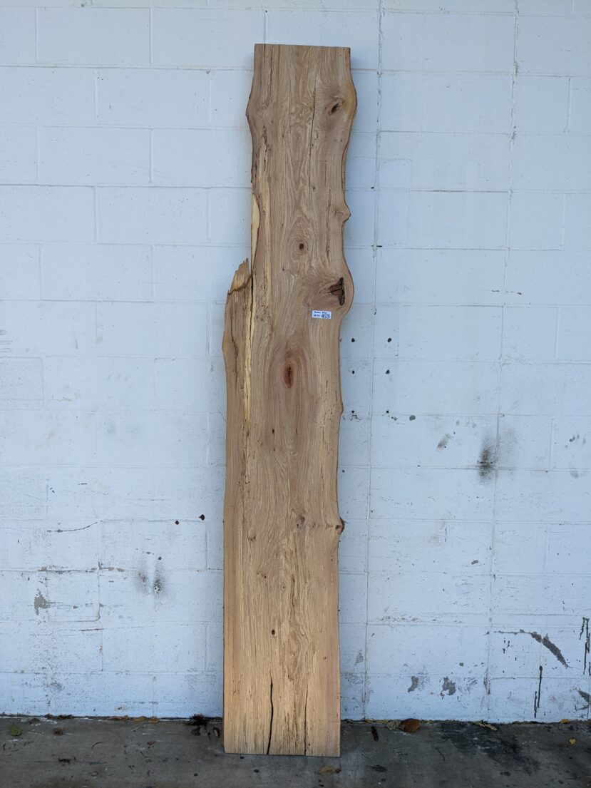American Elm AE73