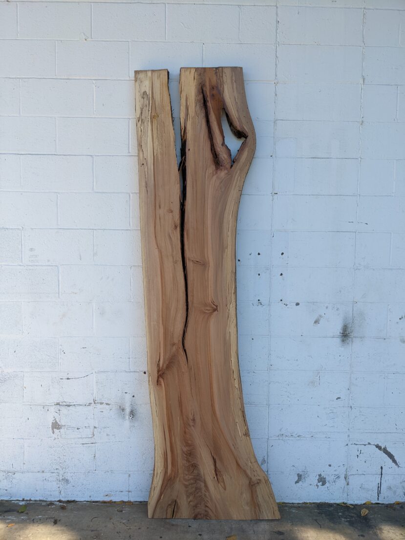 American Elm AE62