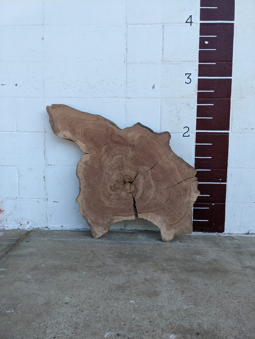 American Elm  AE56