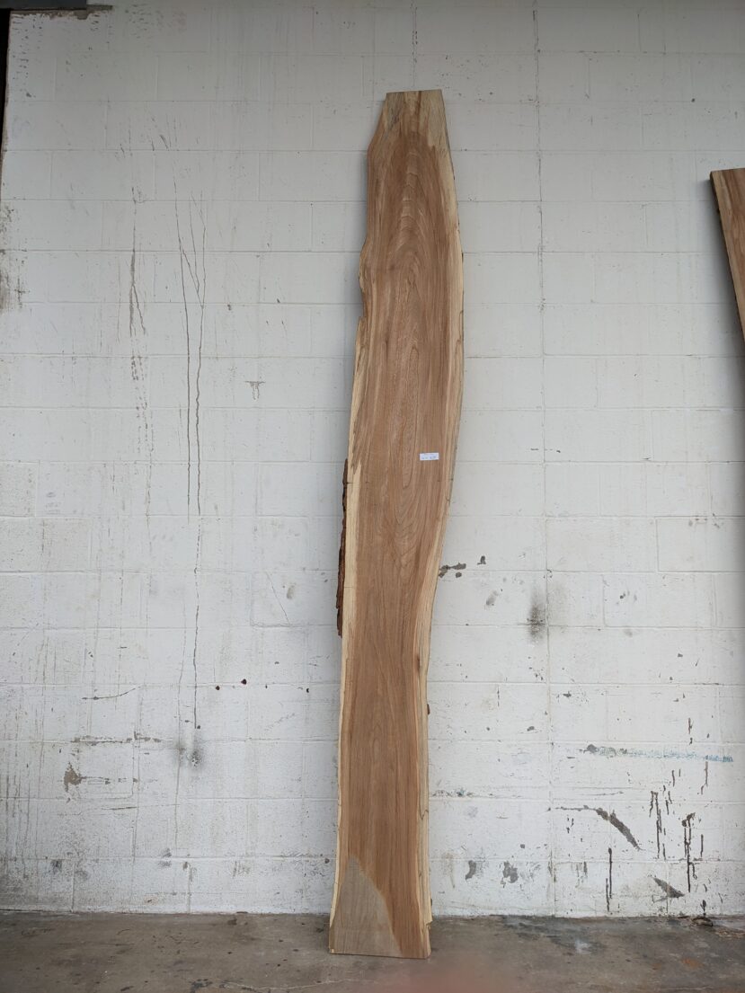 American Elm AE86