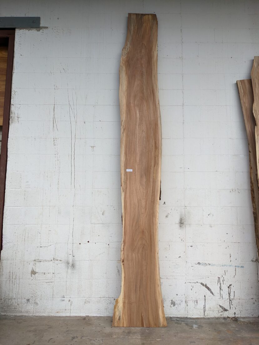 American Elm AE87