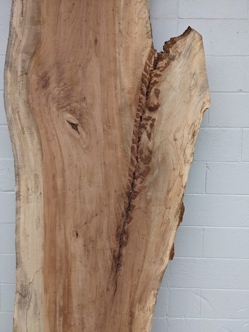 Pecan  P288 - Image 2