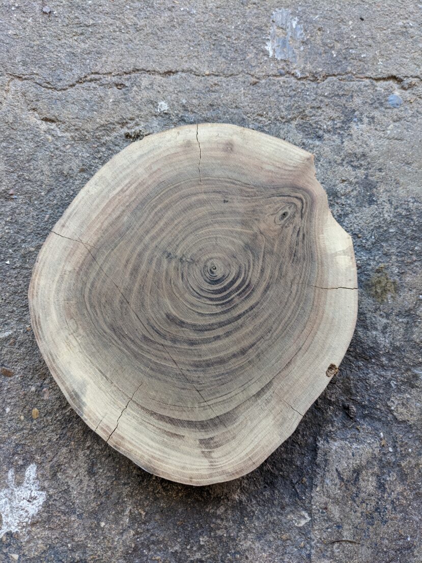 Walnut Cookies 6"-8" diameter, 1" Thick