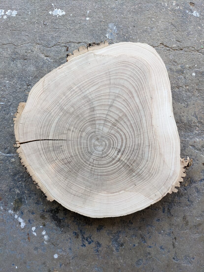 Ash Cookies 15"-18" diameter, 1.875" Thick