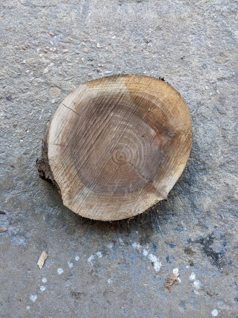 ROUGH Walnut Cookies 6"-8" diameter, 1" Thick