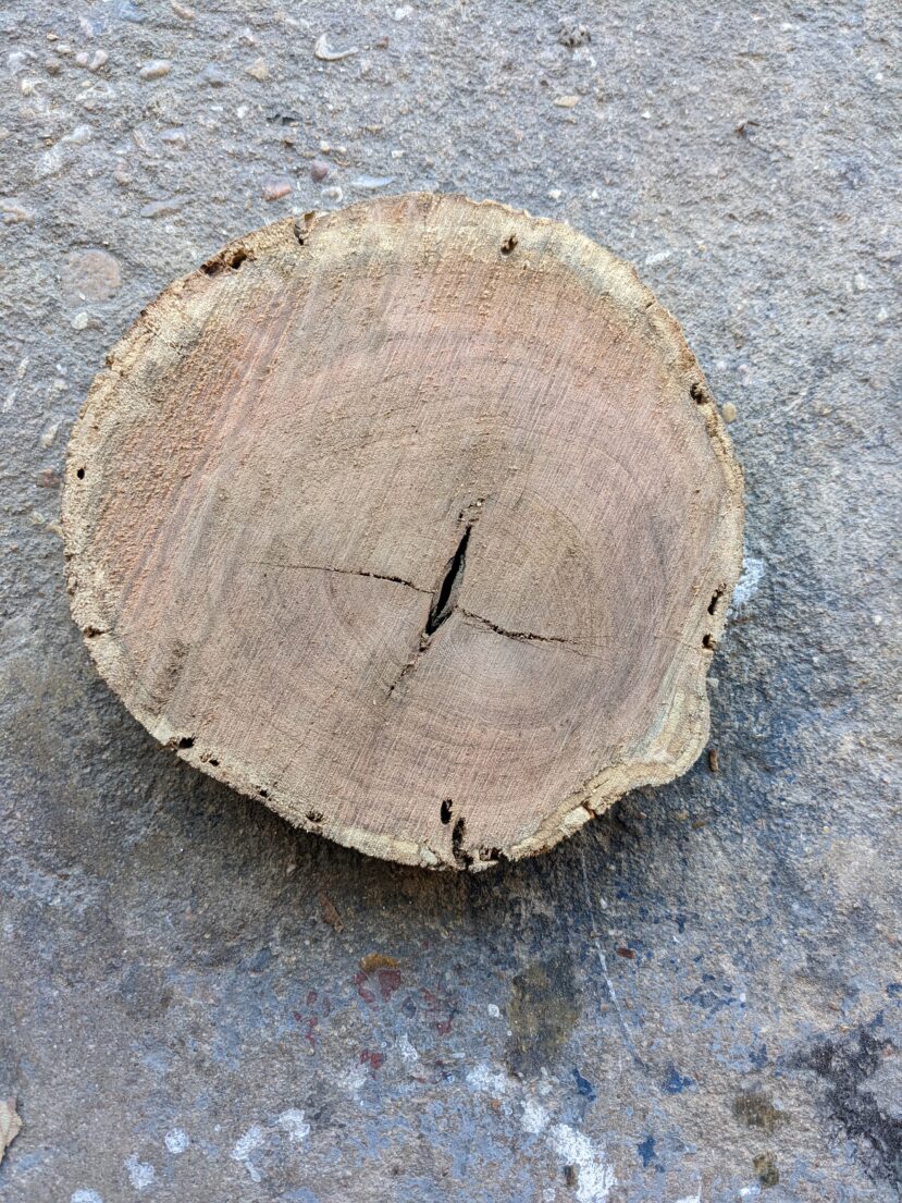 ROUGH Mesquite Cookies 8" diameter, 1" Thick