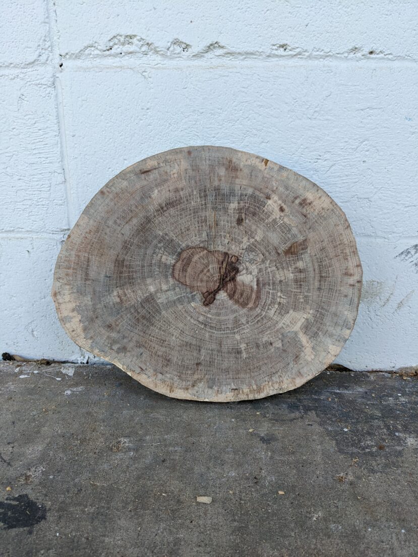 Pecan Cookies 12"-14" diameter, 1.875" Thick