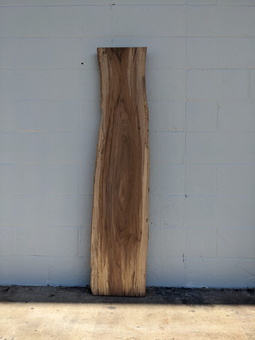 American Elm AE93