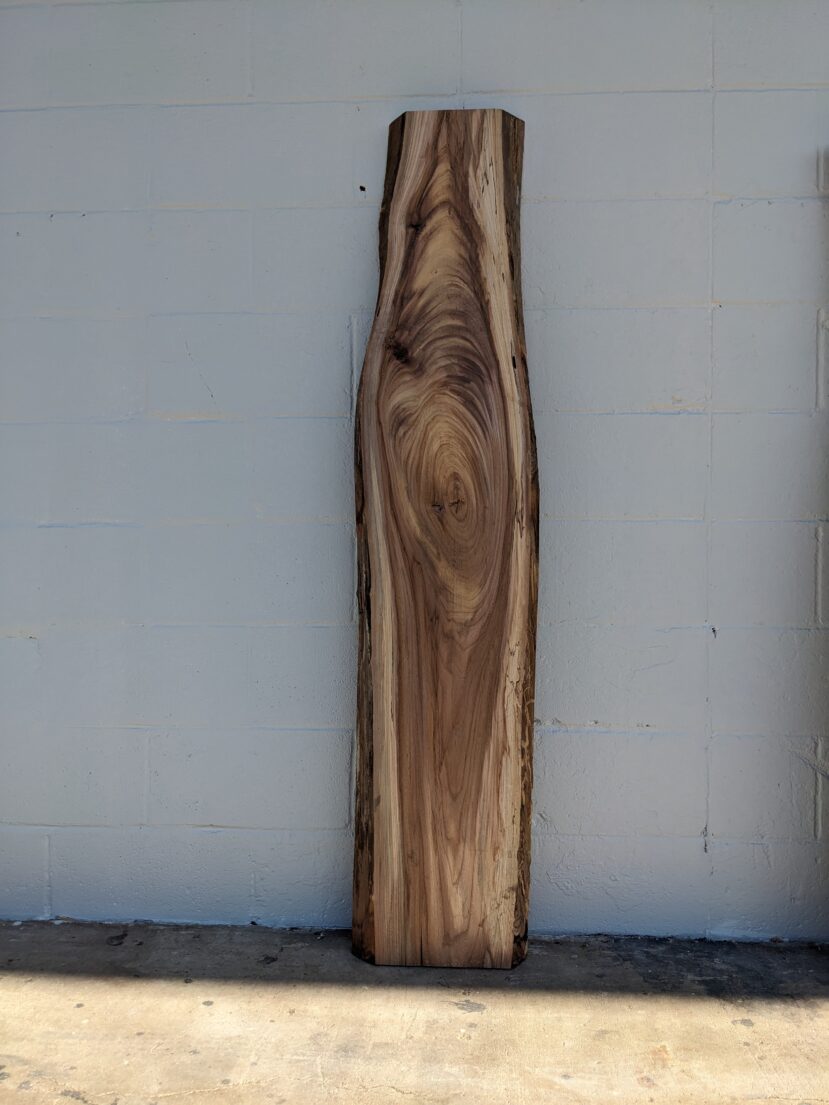 American Elm AE94