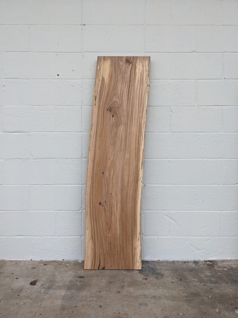 American Elm AE95