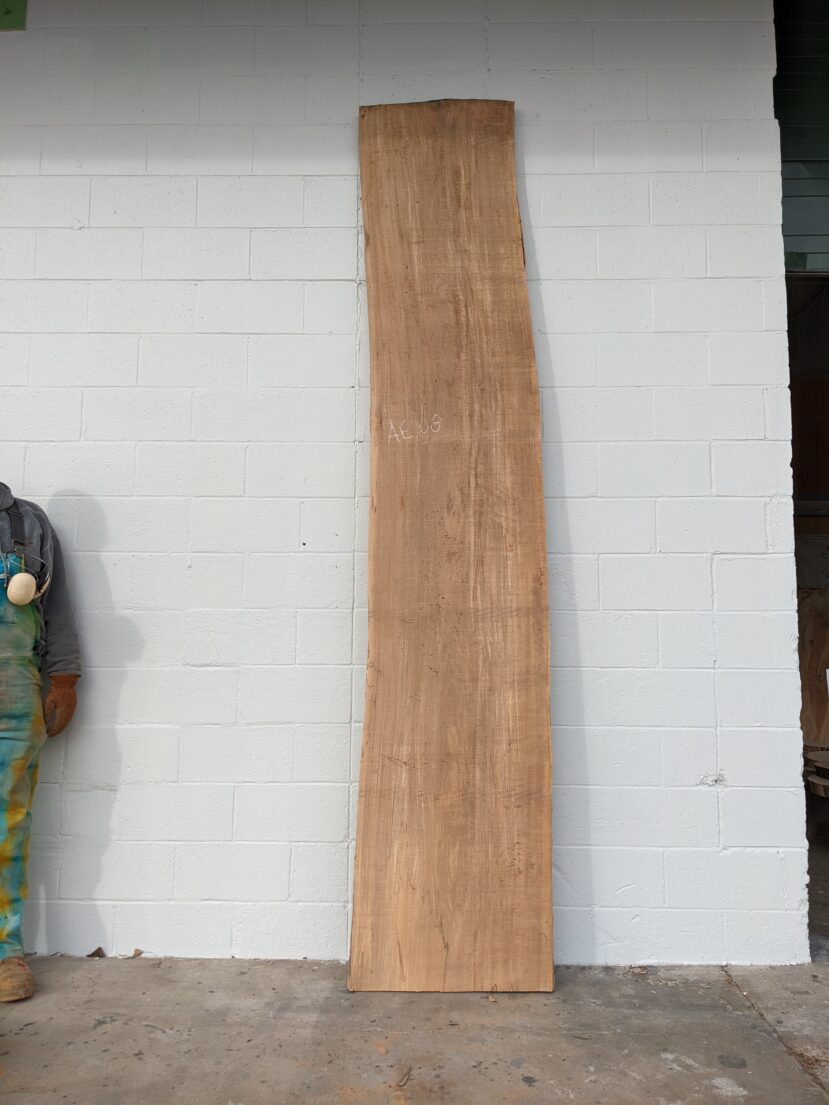 American Elm AE109