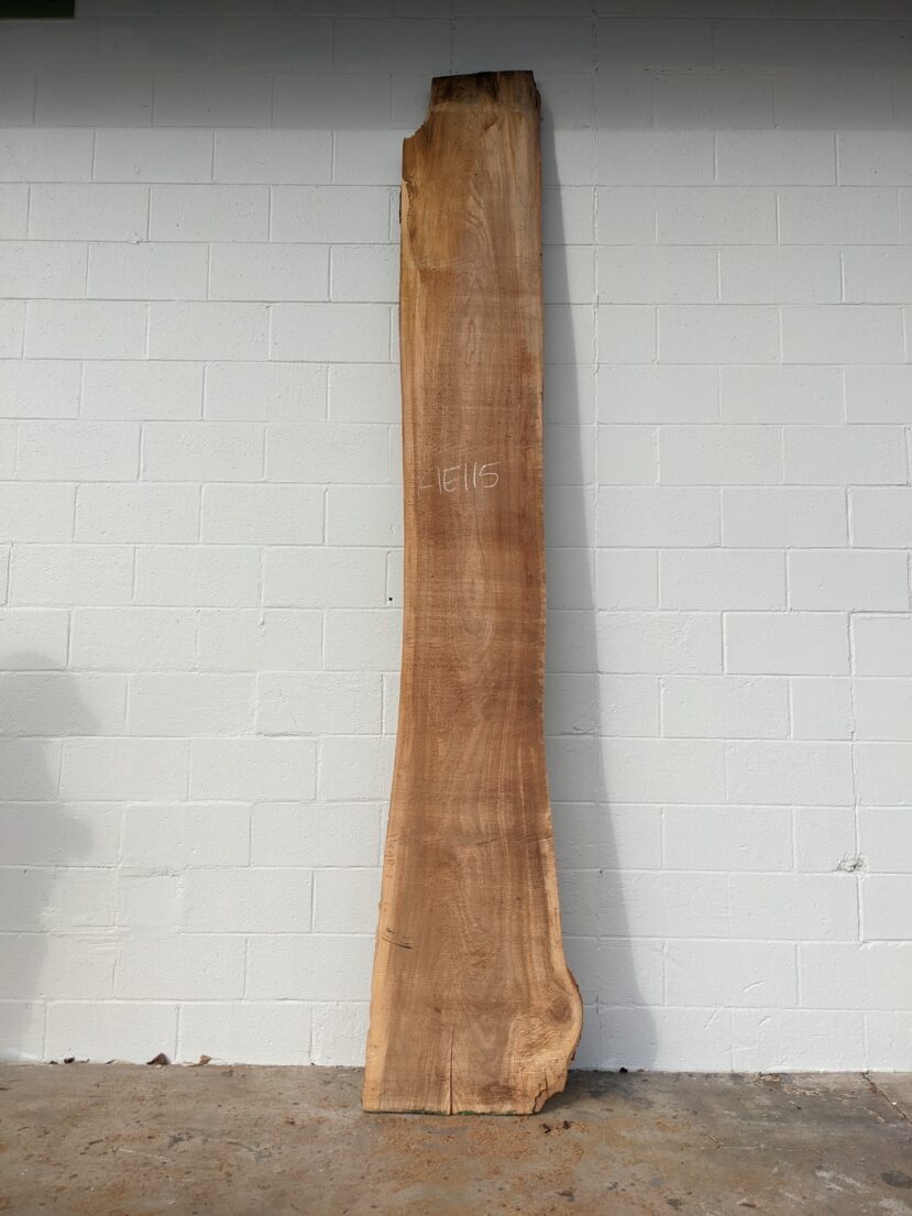 American Elm AE115
