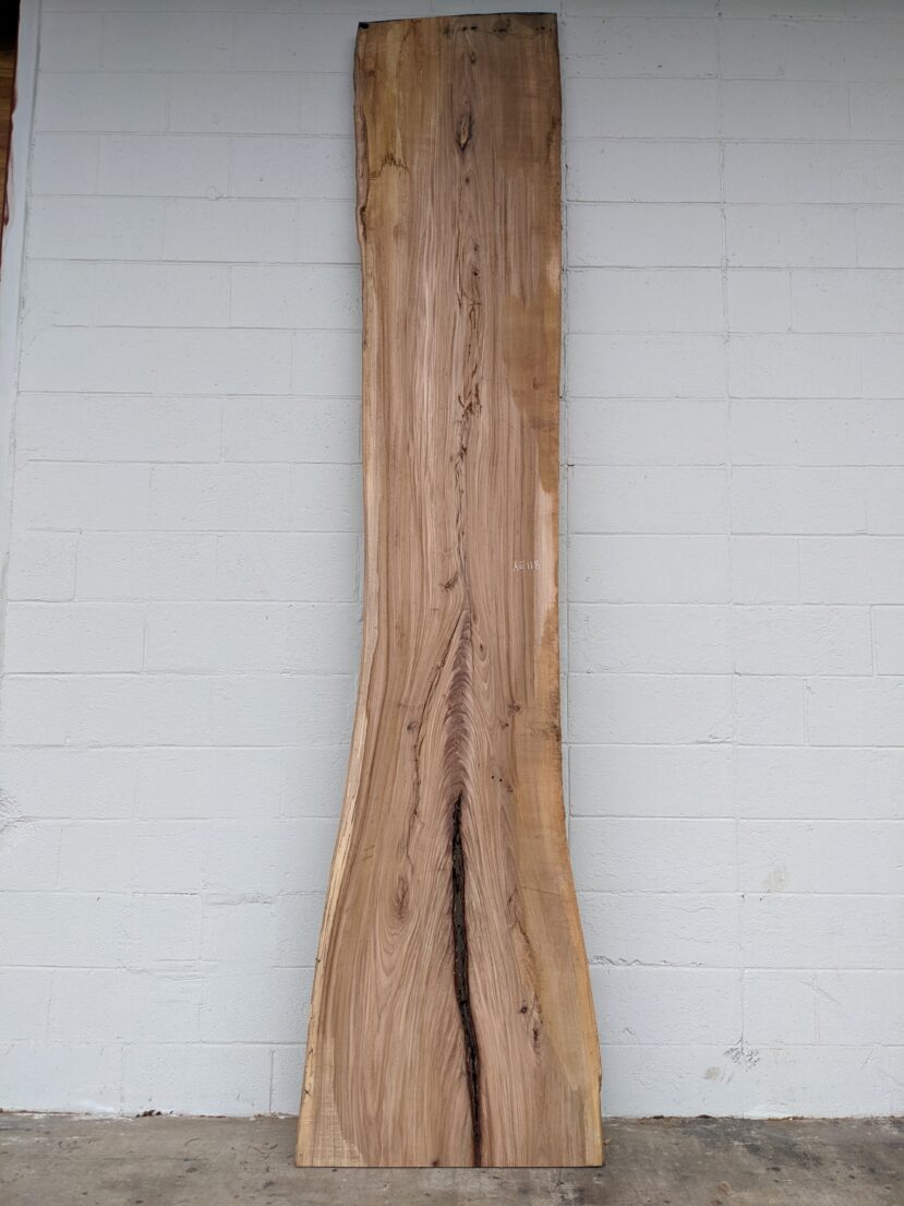 American Elm AE118