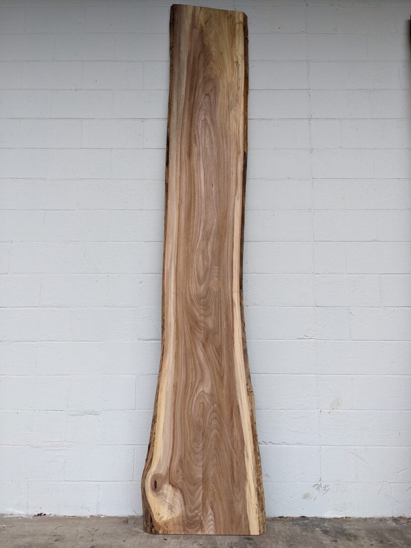 American Elm AE116