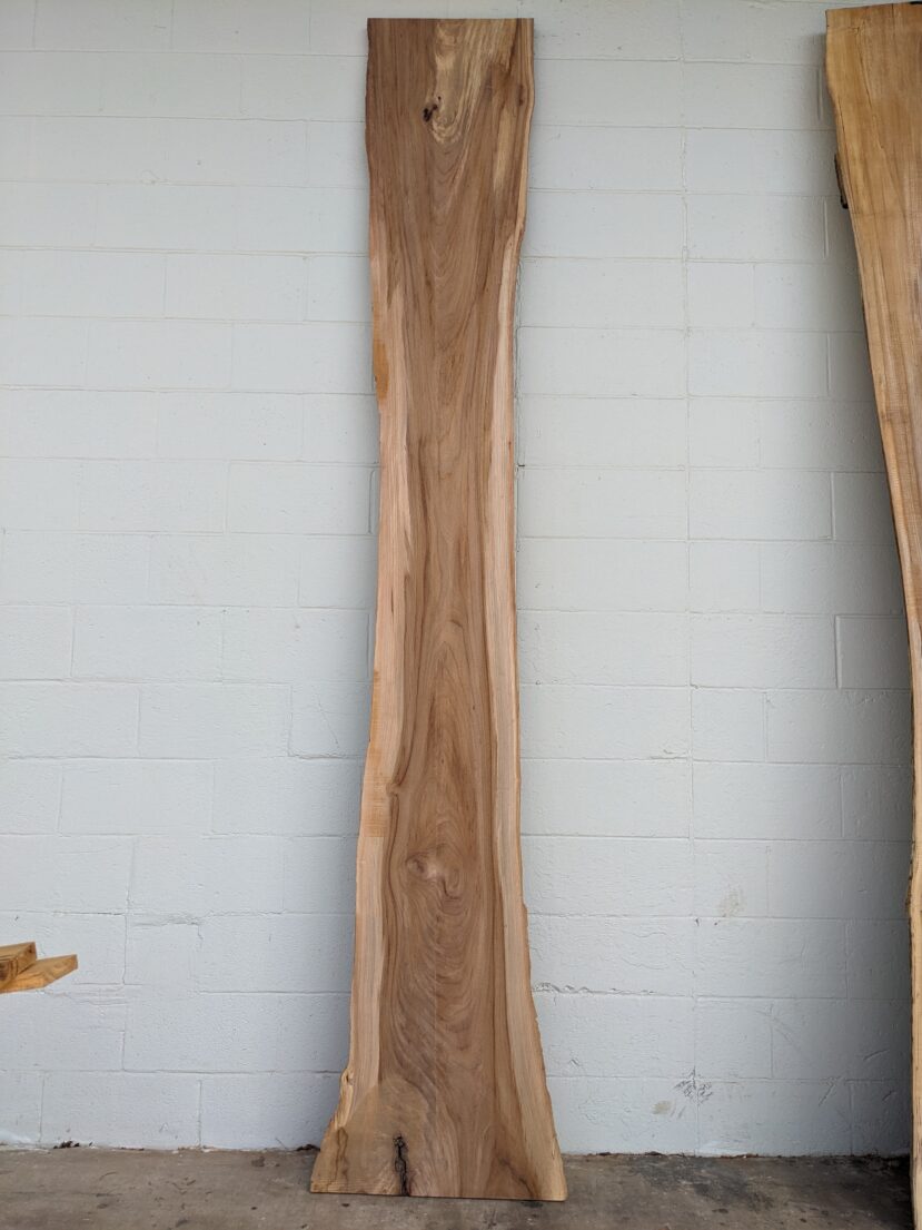 American Elm AE122
