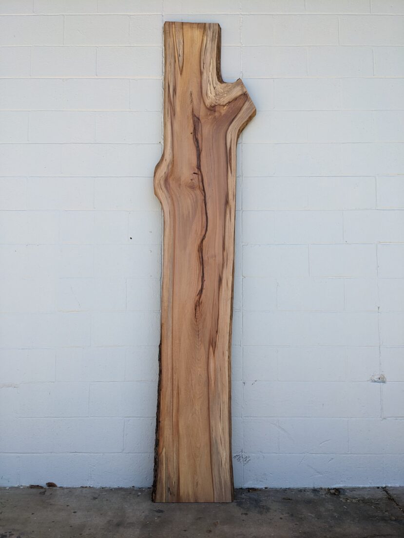American Elm AE123