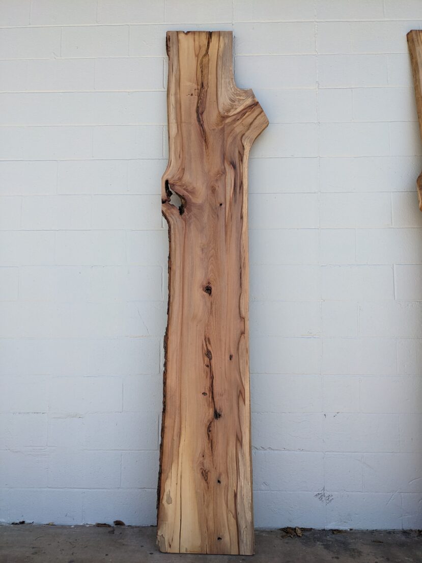 American Elm AE124