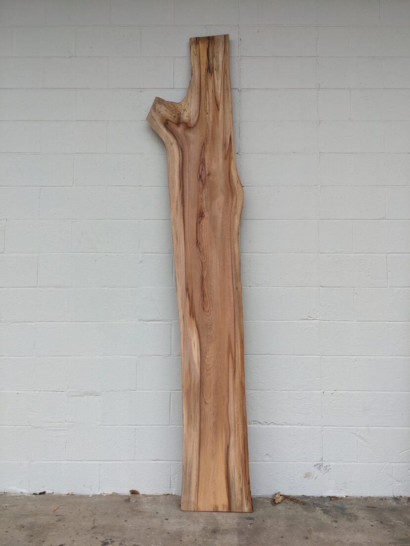 American Elm AE125