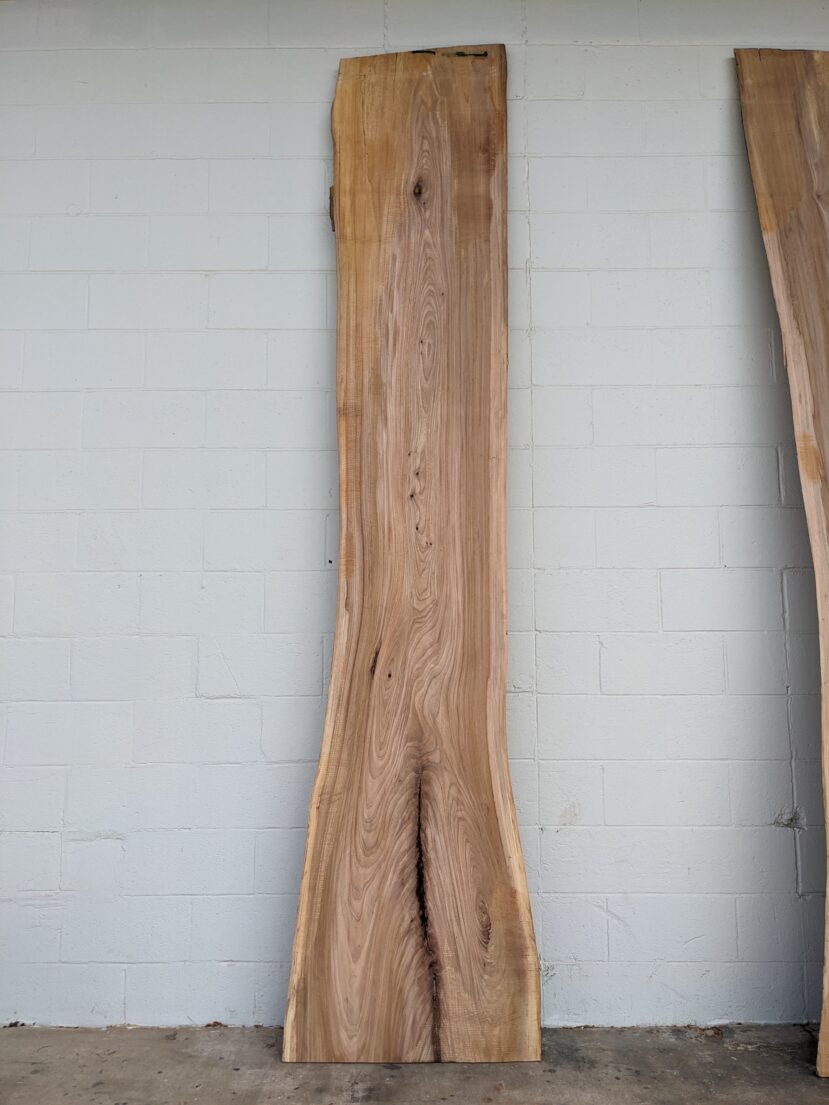 American Elm AE117