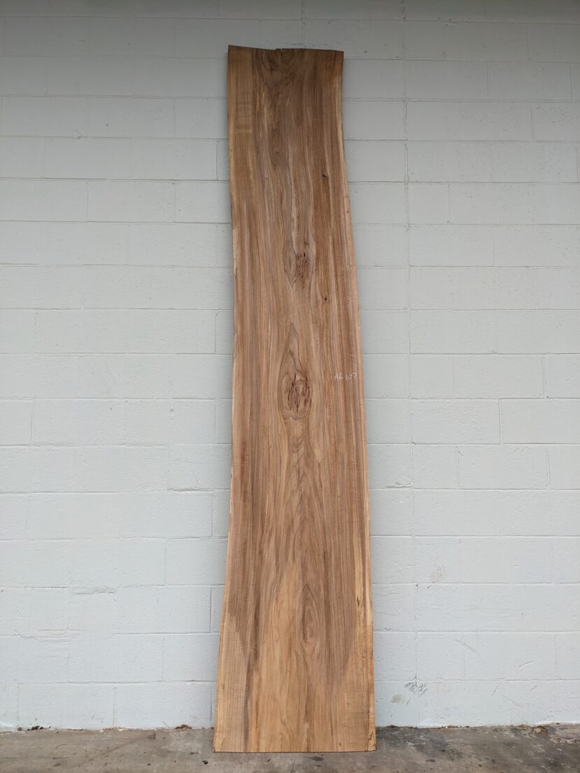 American Elm AE107