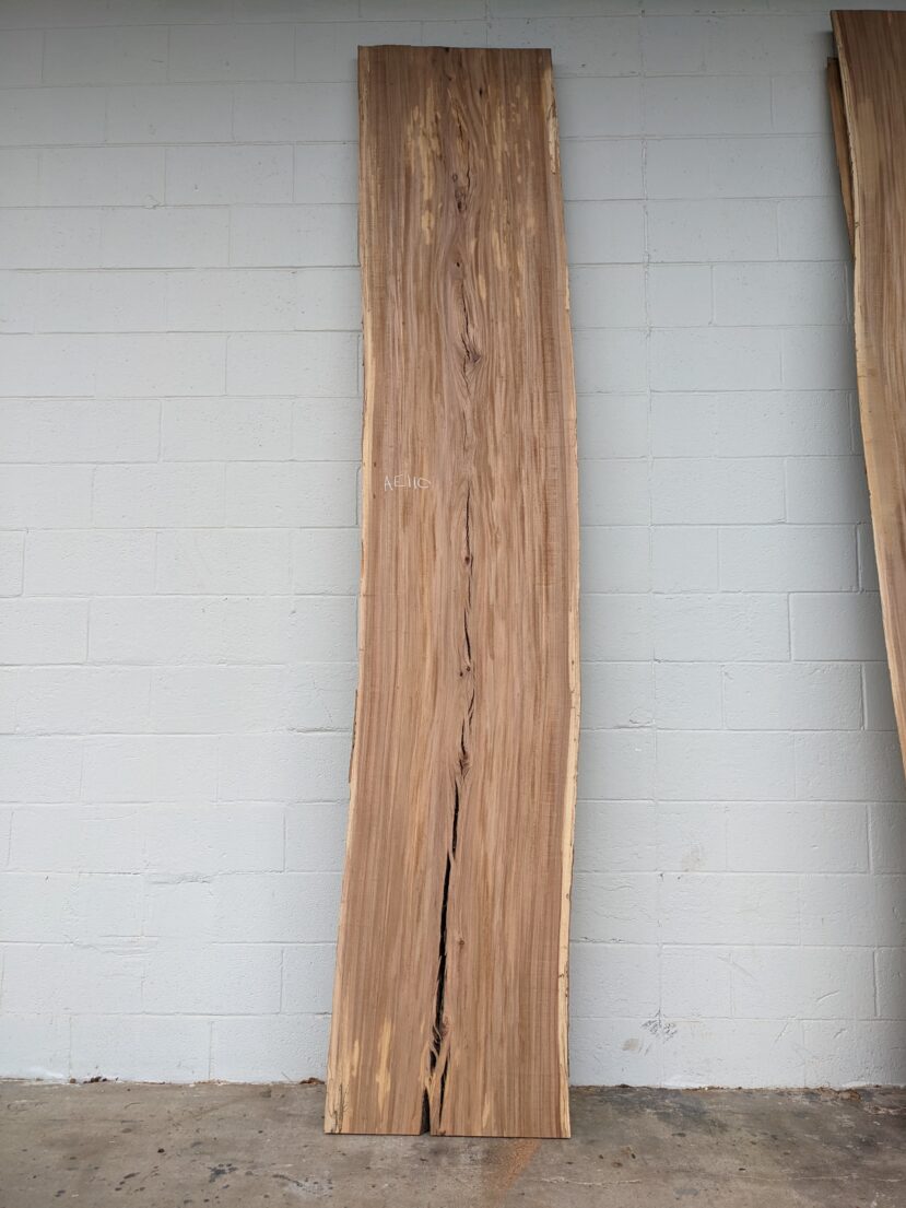 American Elm AE110