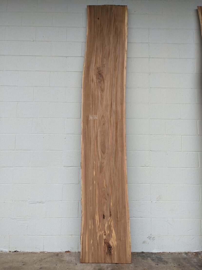 American Elm AE112
