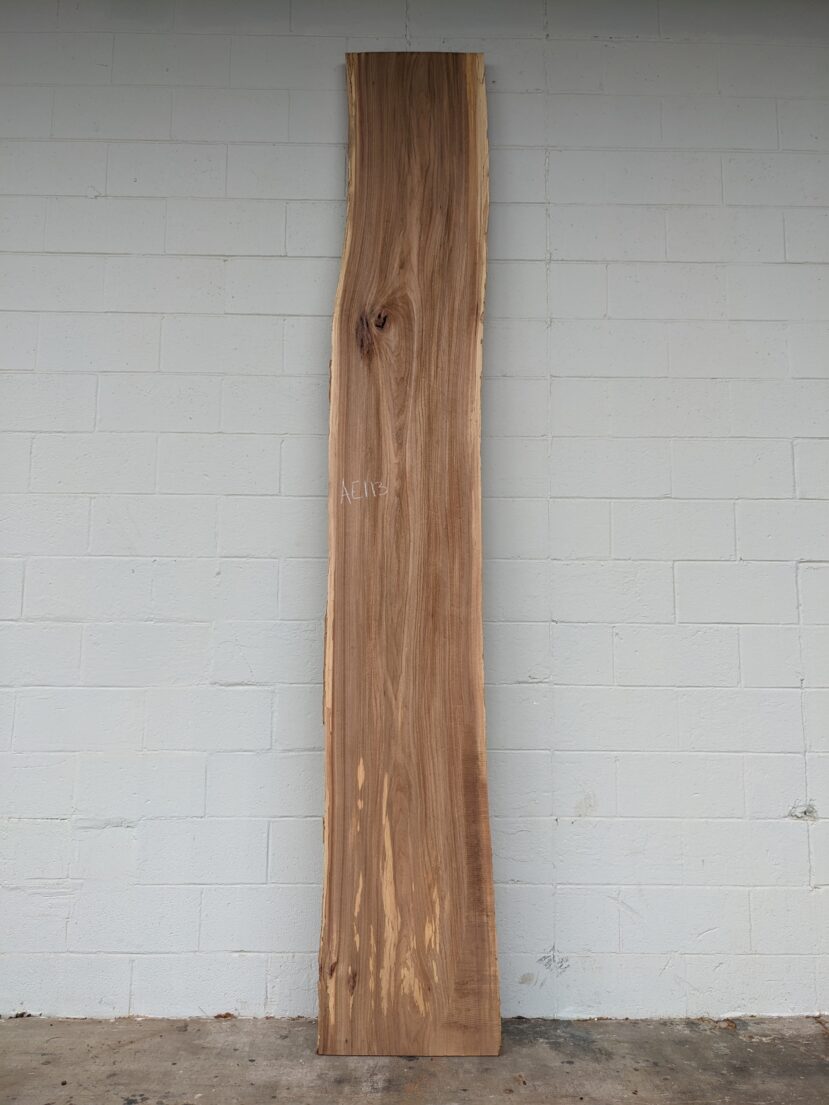 American Elm AE113