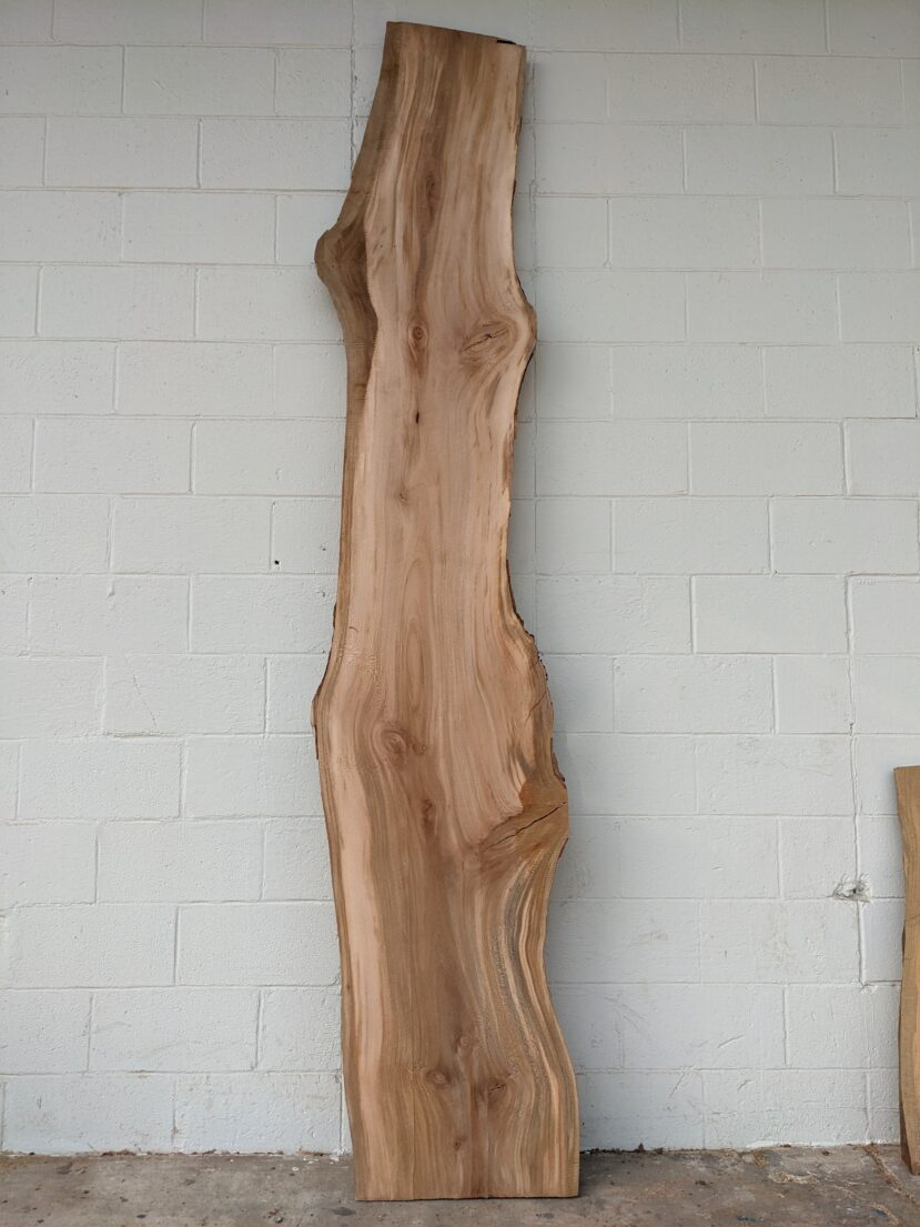 Sycamore S33