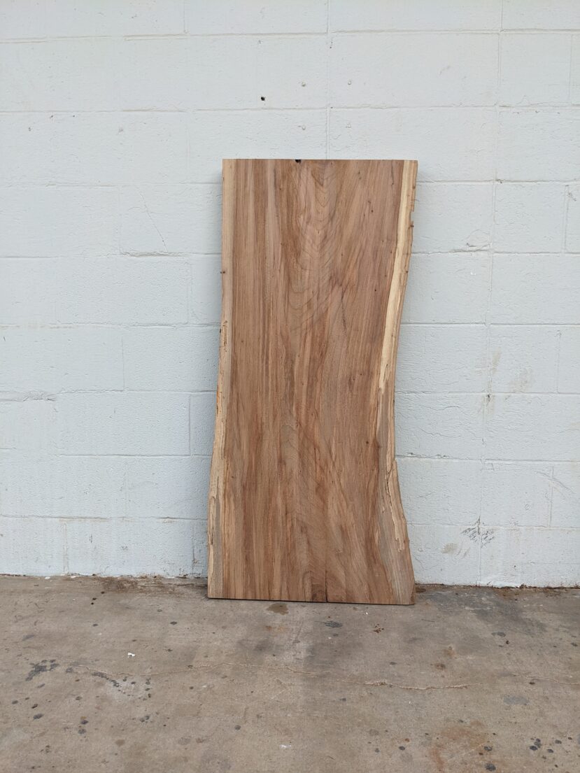 American Elm AE131