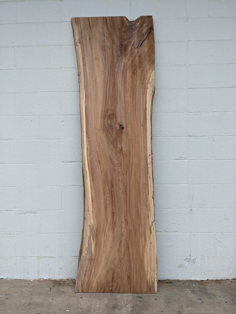 American Elm AE132