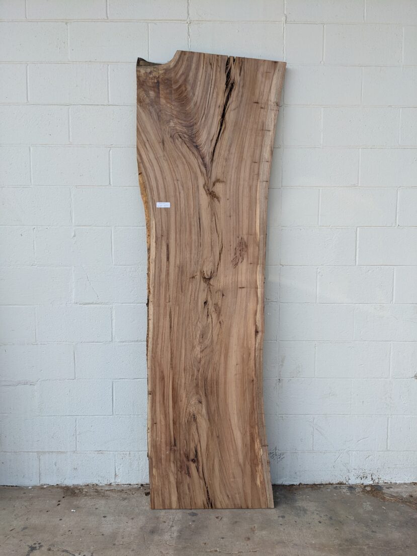 American Elm AE133