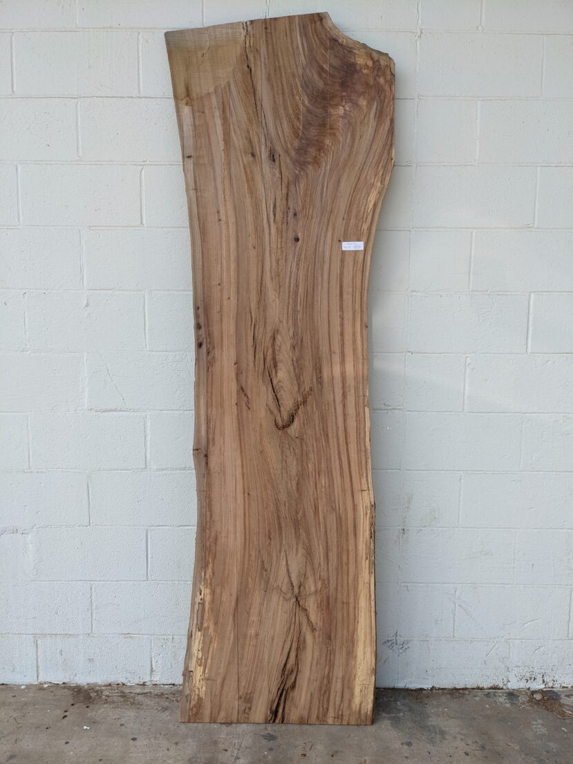 American Elm AE134