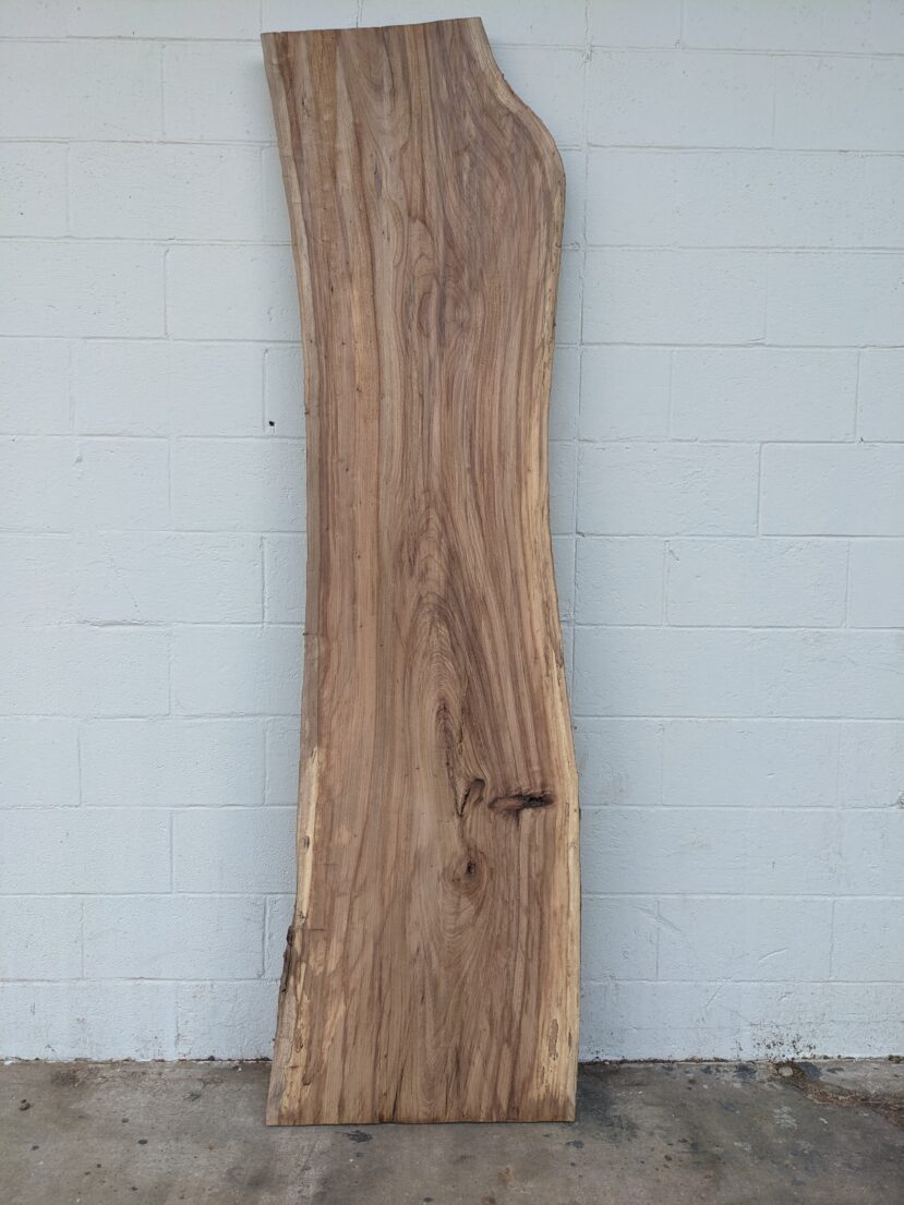 American Elm AE135