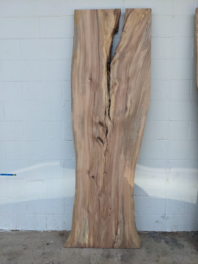 American Elm AE138